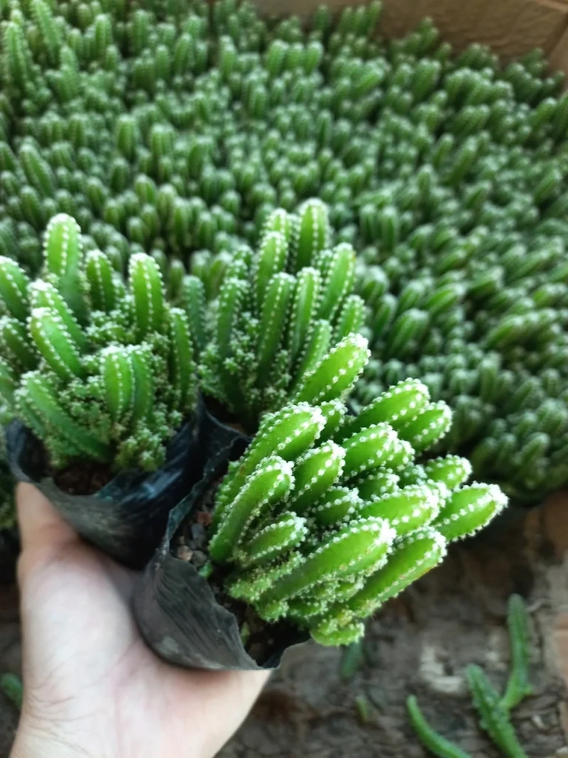 Chụp hình cực chất với xương rồng thanh sơn chụp ảnh