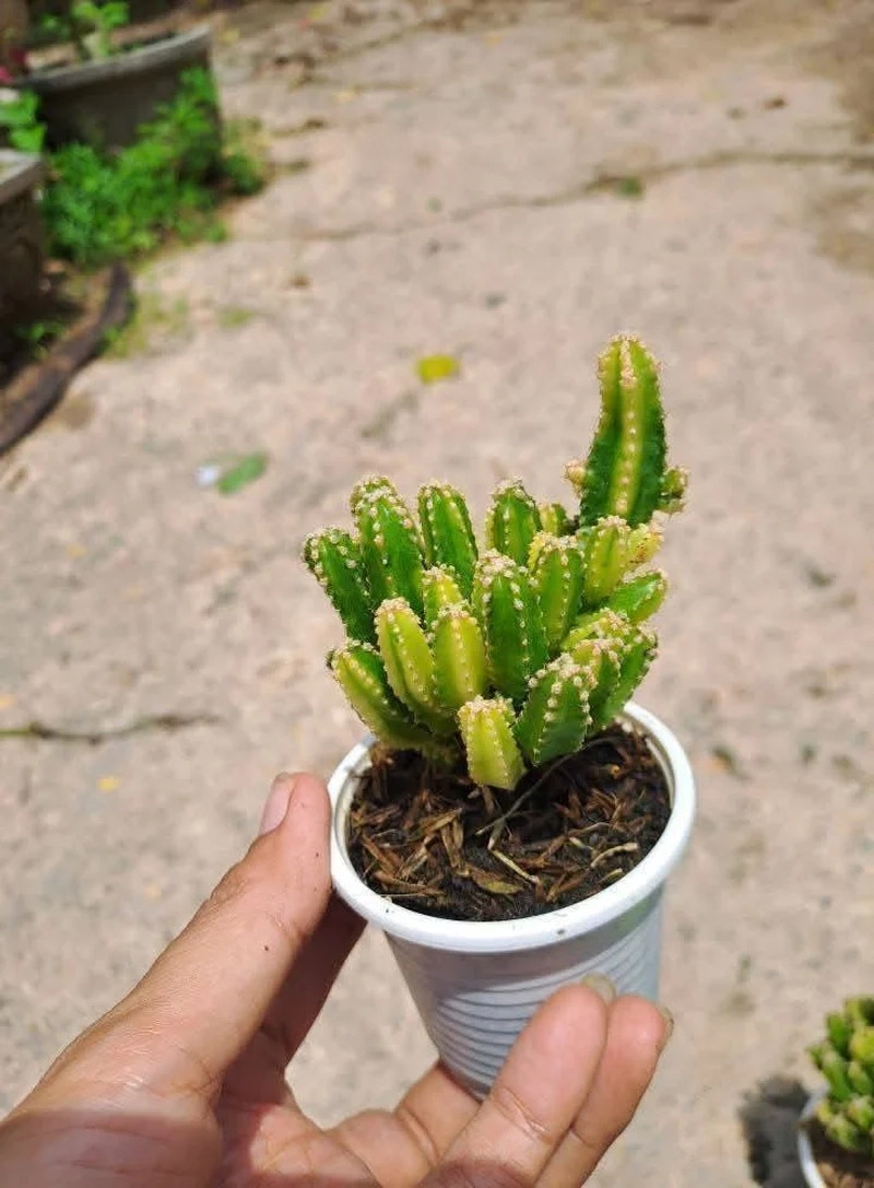 Xương rồng thanh sơn là gì và nét riêng dễ nhận ra