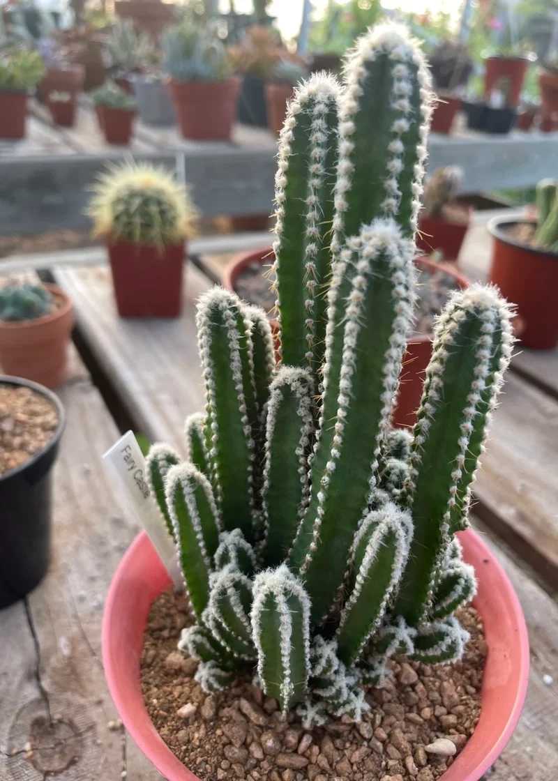 Tặng yêu thương với xương rồng thanh sơn làm quà