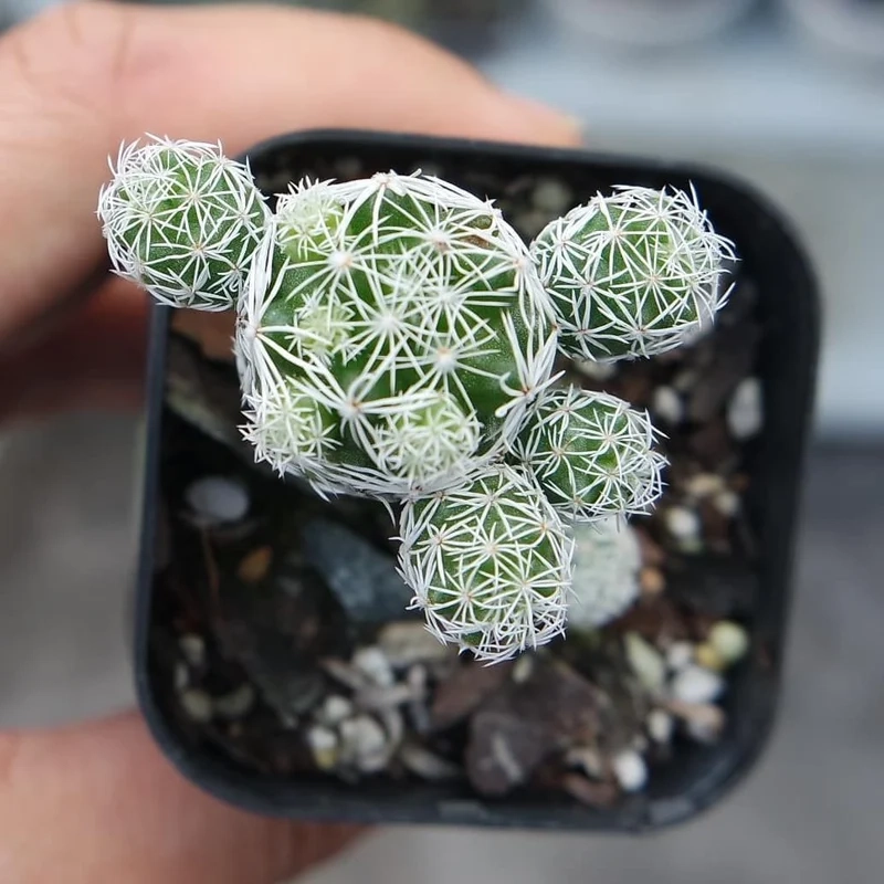 Sưu tầm độc đáo với xương rồng trứng cút độc lạ