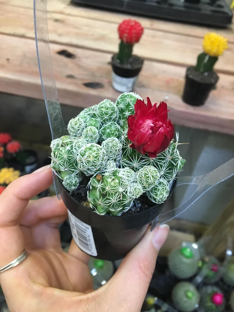 Trồng mọng nước xinh xắn nhờ xương rồng trứng cút mọng nước