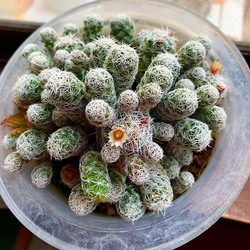 Mang may mắn vào nhà với xương rồng trứng cút phong thủy