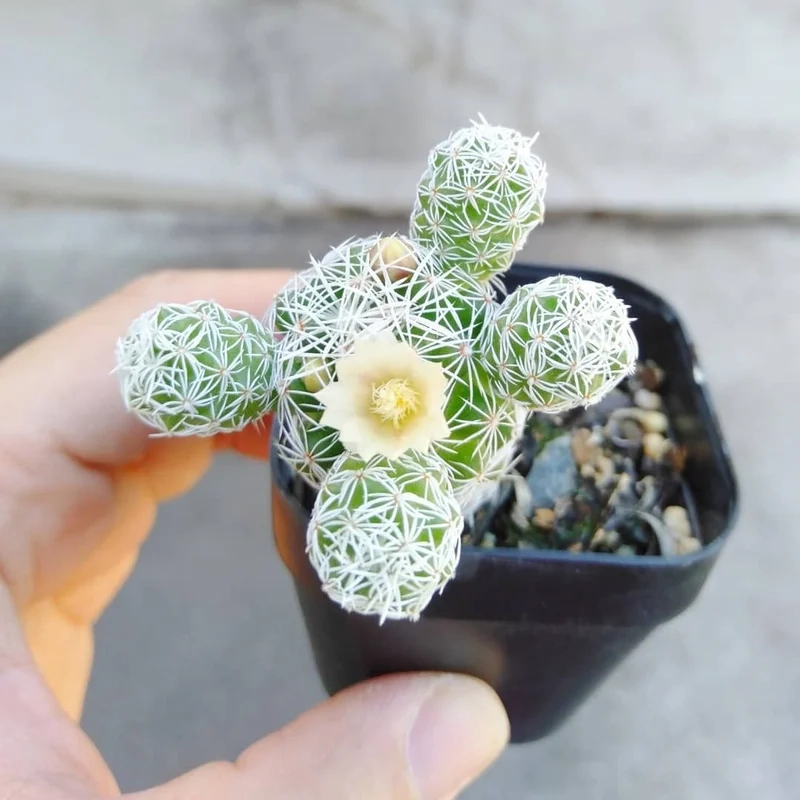 Decor sáng tạo nhờ xương rồng trứng cút decor