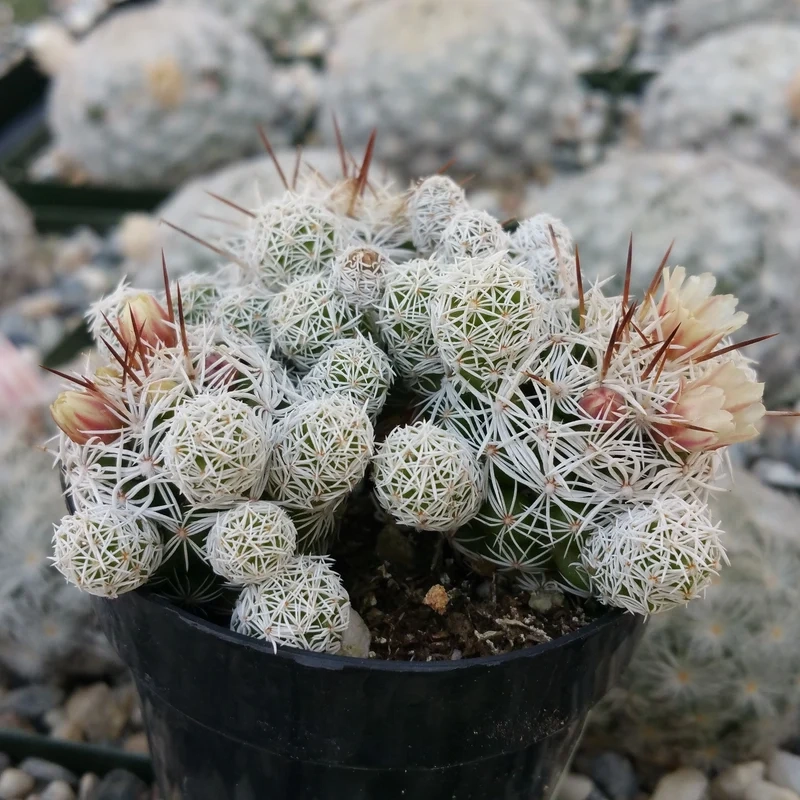 Thêm xanh ngoài trời với xương rồng trứng cút ngoài trời