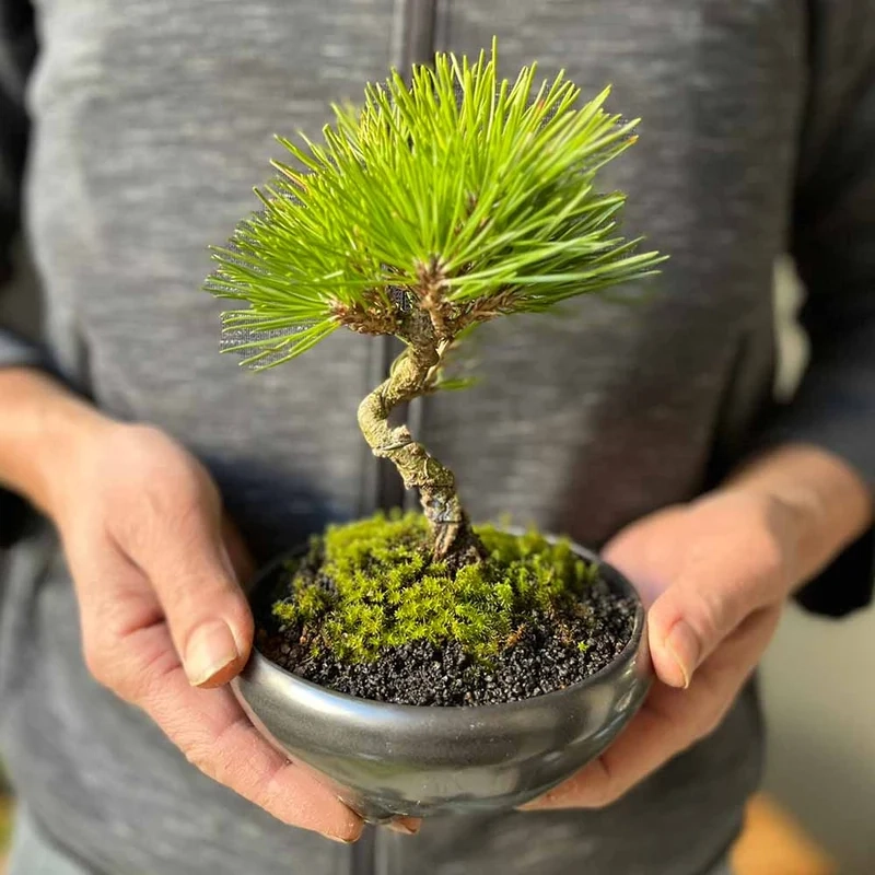 Xinh xắn dễ thương bonsai mini để bàn cây nhỏ xinh