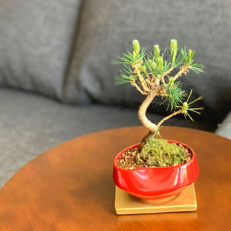 Khoảnh khắc cuốn hút bonsai mini để bàn ảnh cây