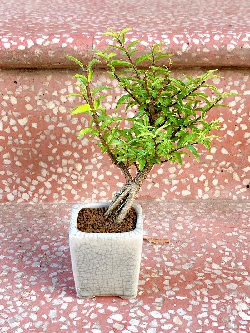 Góc làm việc sinh động với bonsai mini để bàn đẹp