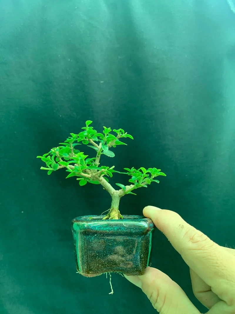 Góc sống động bonsai mini để bàn chụp ảnh