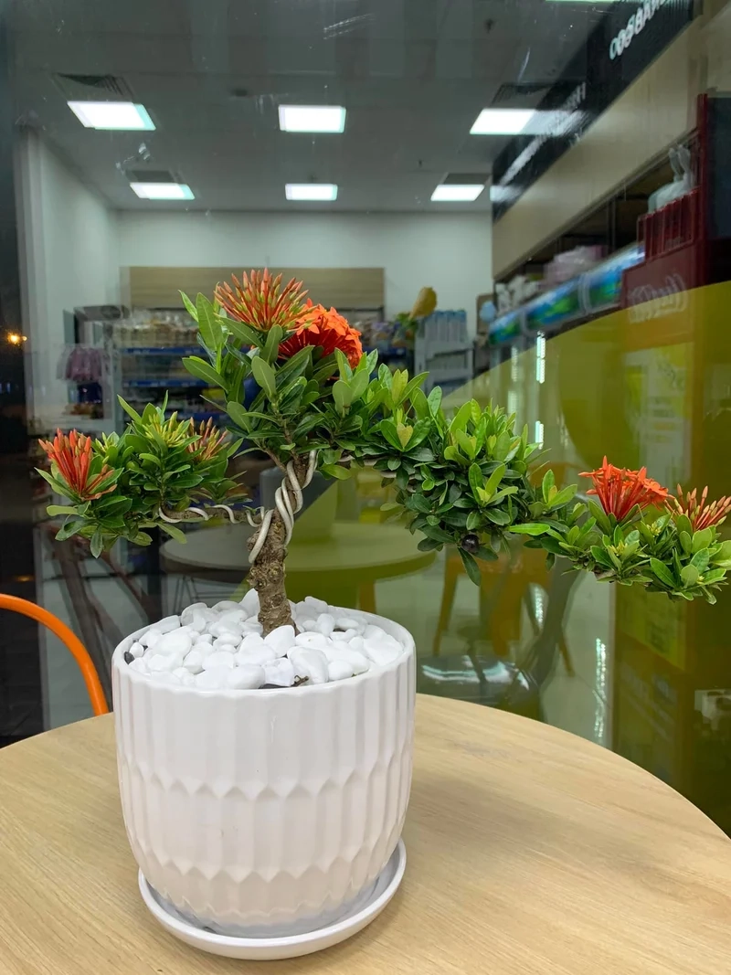 May mắn trong tầm tay bonsai mini để bàn phong thủy