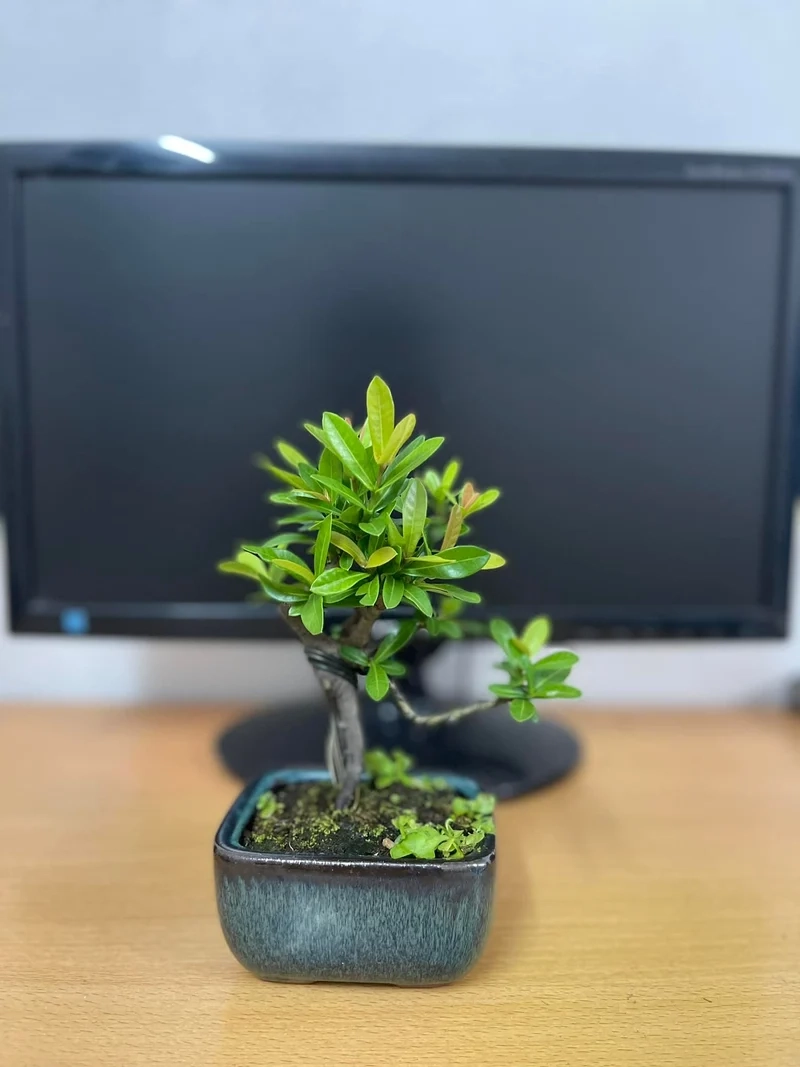 Góc đẹp mọi ánh nhìn bonsai mini để bàn ảnh đẹp