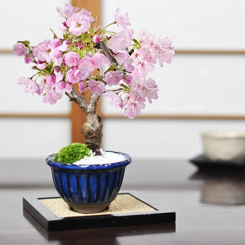 Góc xanh mát bonsai mini để bàn cây cảnh