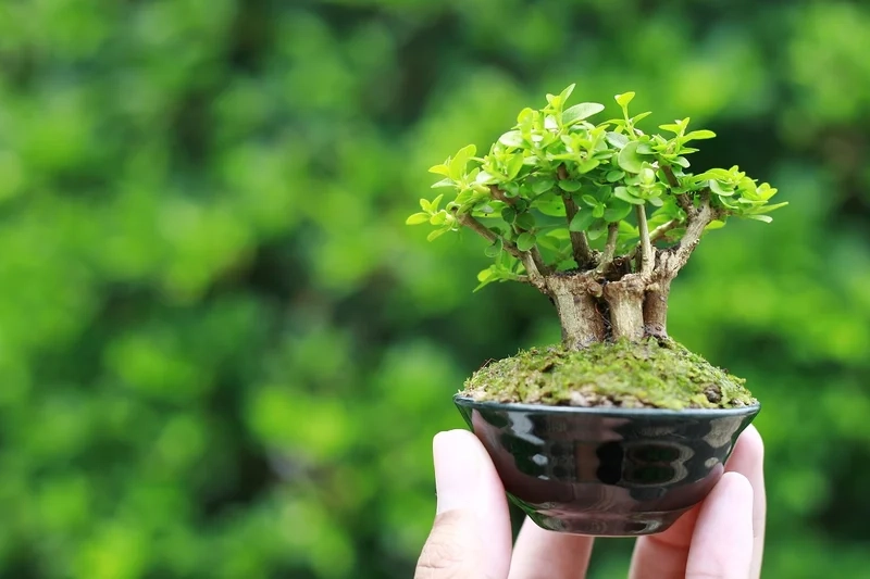 Thực tế sống động bonsai mini để bàn ảnh thực tế