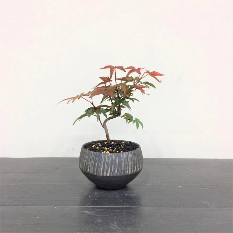 Ý nghĩa của bonsai mini để bàn cực hay