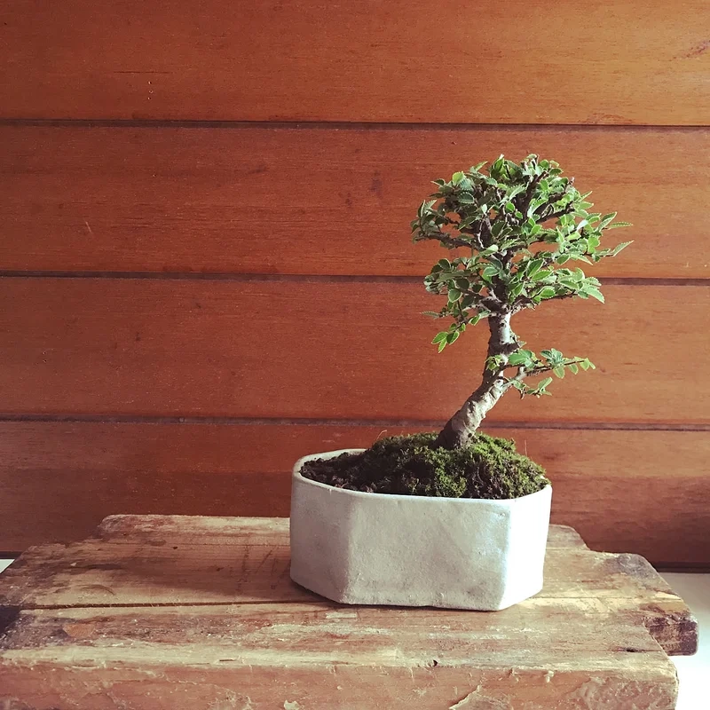 Góc xanh trong nhà bonsai mini để bàn trong nhà