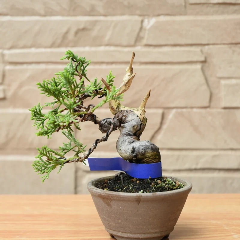 Tối giản nhưng đẹp bonsai mini để bàn phong cách tối giản
