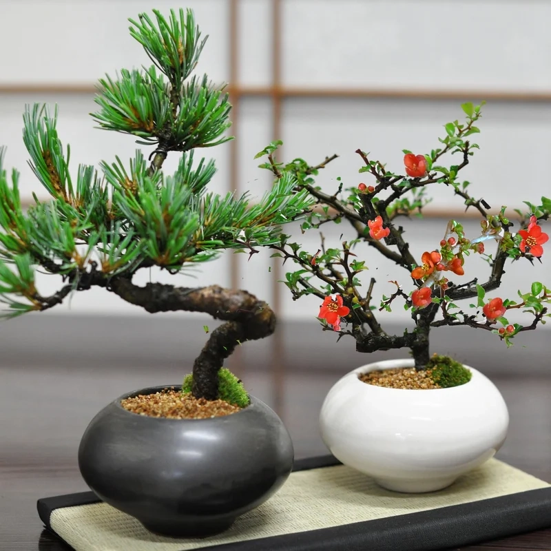 Góc chi tiết sống động bonsai mini để bàn ảnh cận cảnh