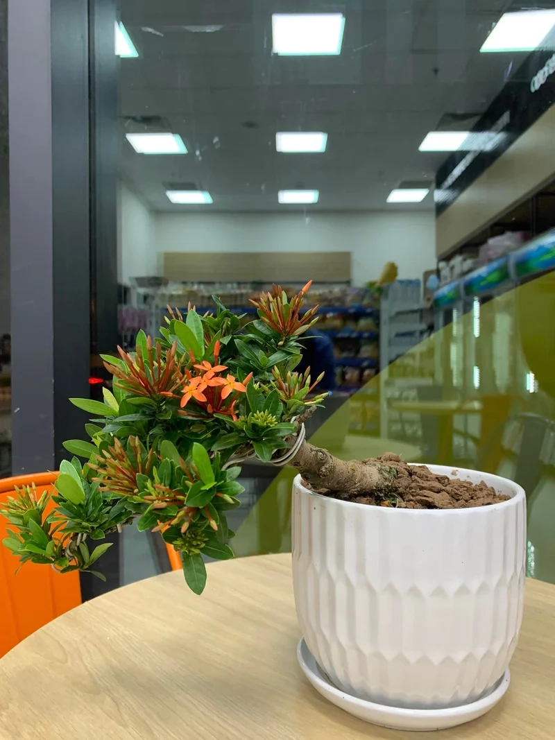 Mẫu chuẩn gu bonsai mini để bàn mẫu đẹp