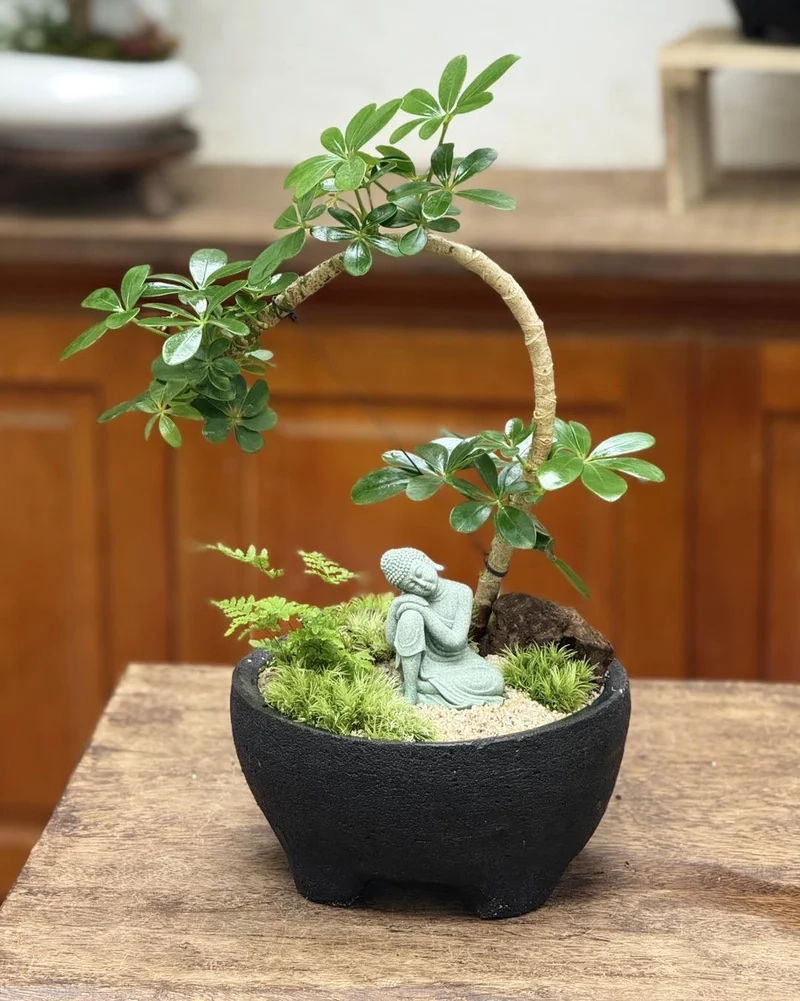 Ý nghĩa của bonsai trong nhà mang lại tài lộc