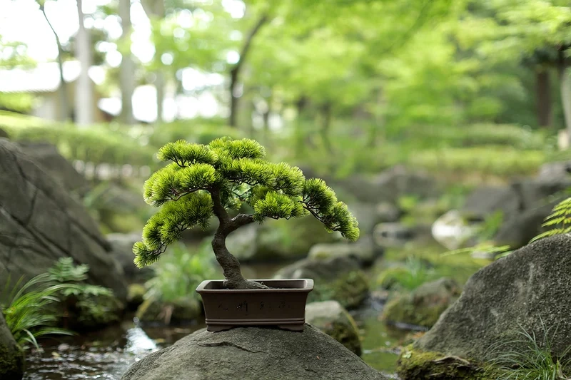 Ánh sáng tự nhiên làm nổi bật bonsai trong nhà ánh sáng tự nhiên