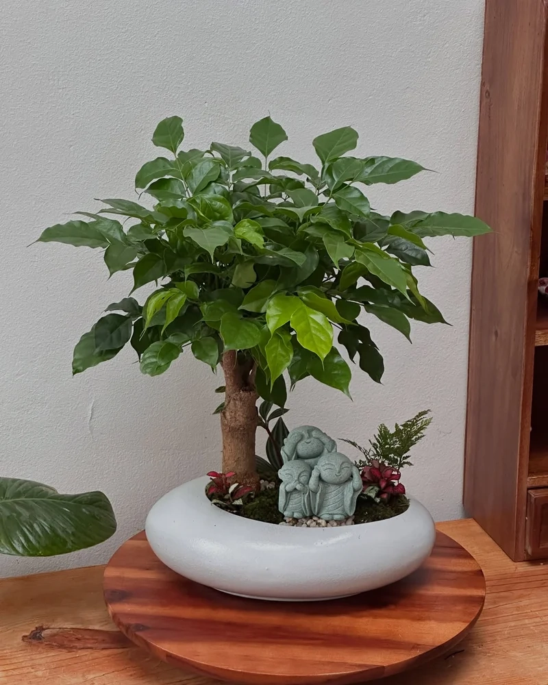 Mẫu cây độc đáo nổi bật nhờ bonsai trong nhà mẫu đẹp