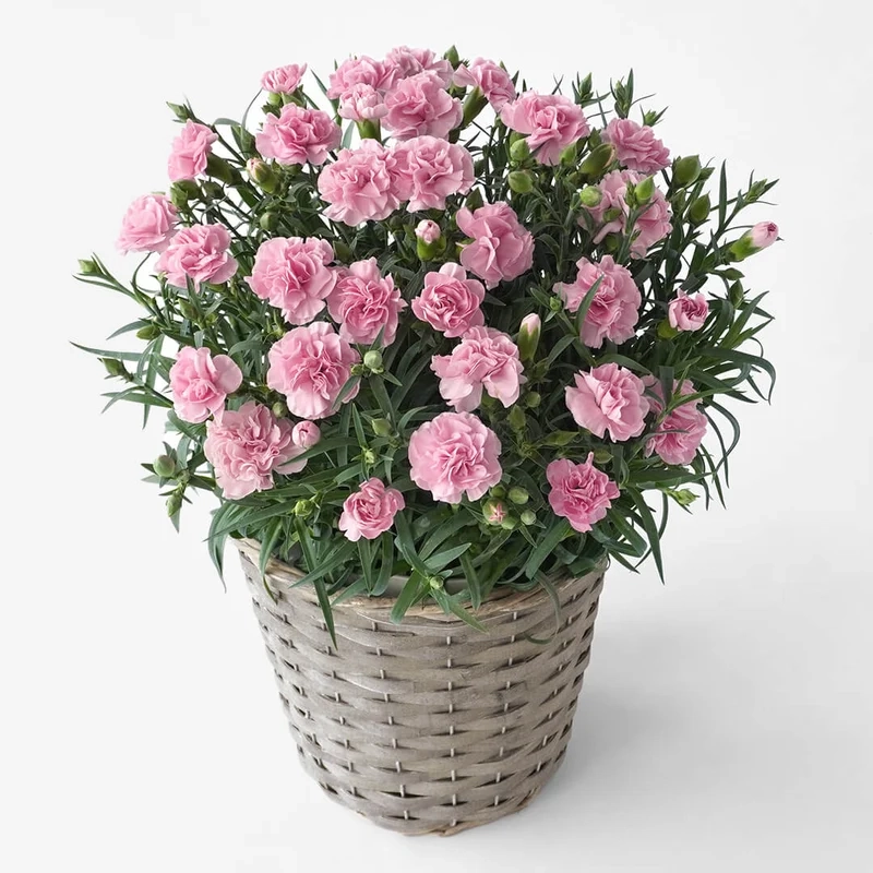 Khoảnh khắc tinh tế với hoa cẩm chướng ảnh đẹp