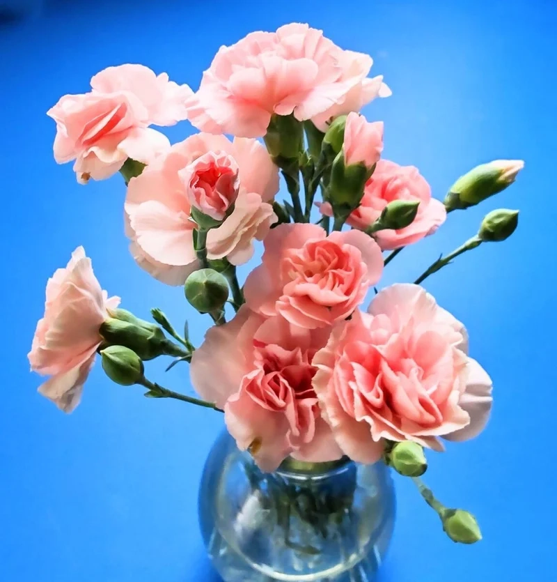 Chất lượng cao với hoa cẩm chướng ảnh full hd