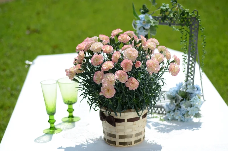 Nhẹ nhàng và thanh lịch hoa cẩm chướng phong cách nhẹ nhàng