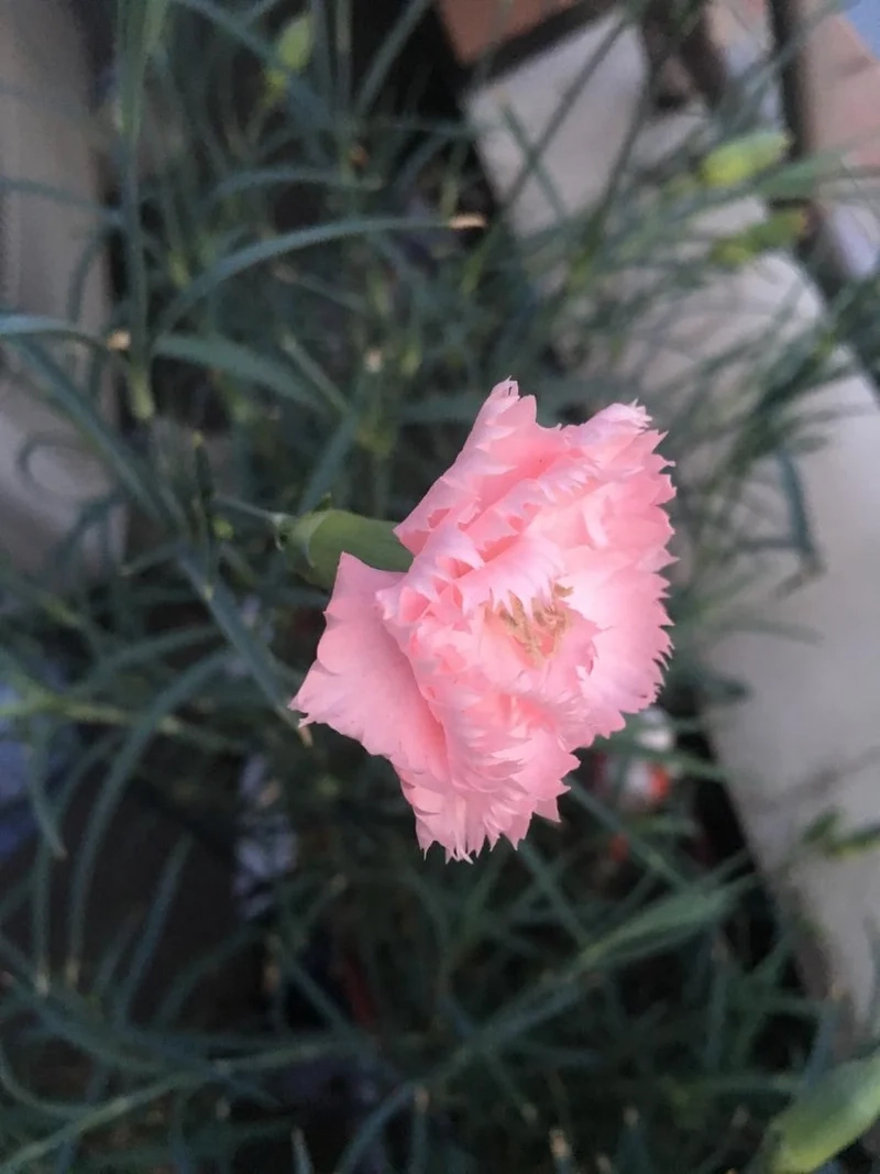 Trang trí nổi bật với hoa cẩm chướng ảnh trang trí