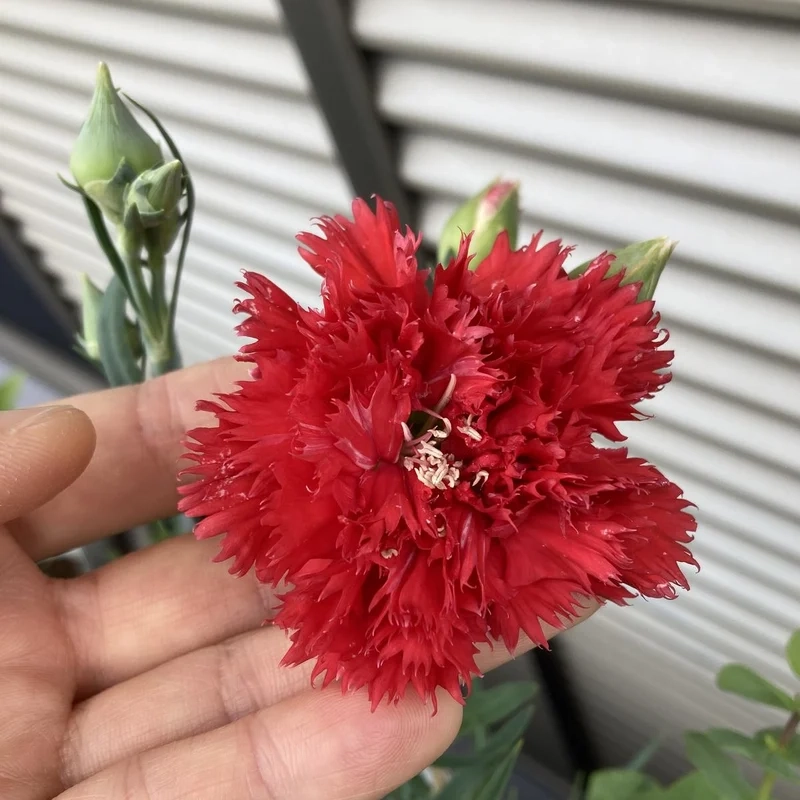 Hoa tươi rực rỡ với hoa cẩm chướng ảnh hoa tươi