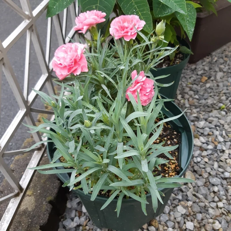 Tác phẩm tinh xảo mẫu hoa Cẩm Chướng nghệ thuật