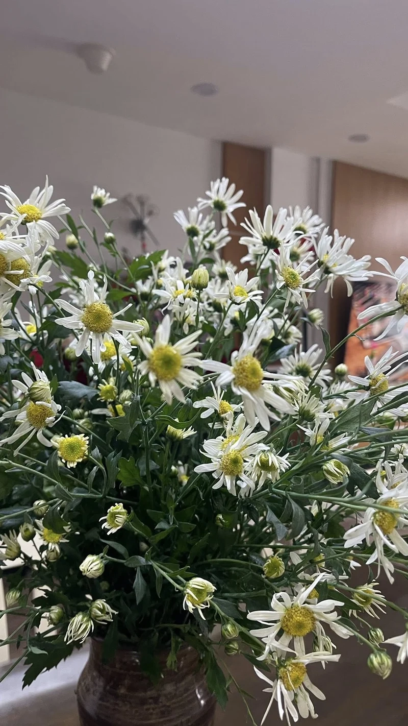 Góc nhỏ tươi mới với hoa cúc họa mi chụp ảnh