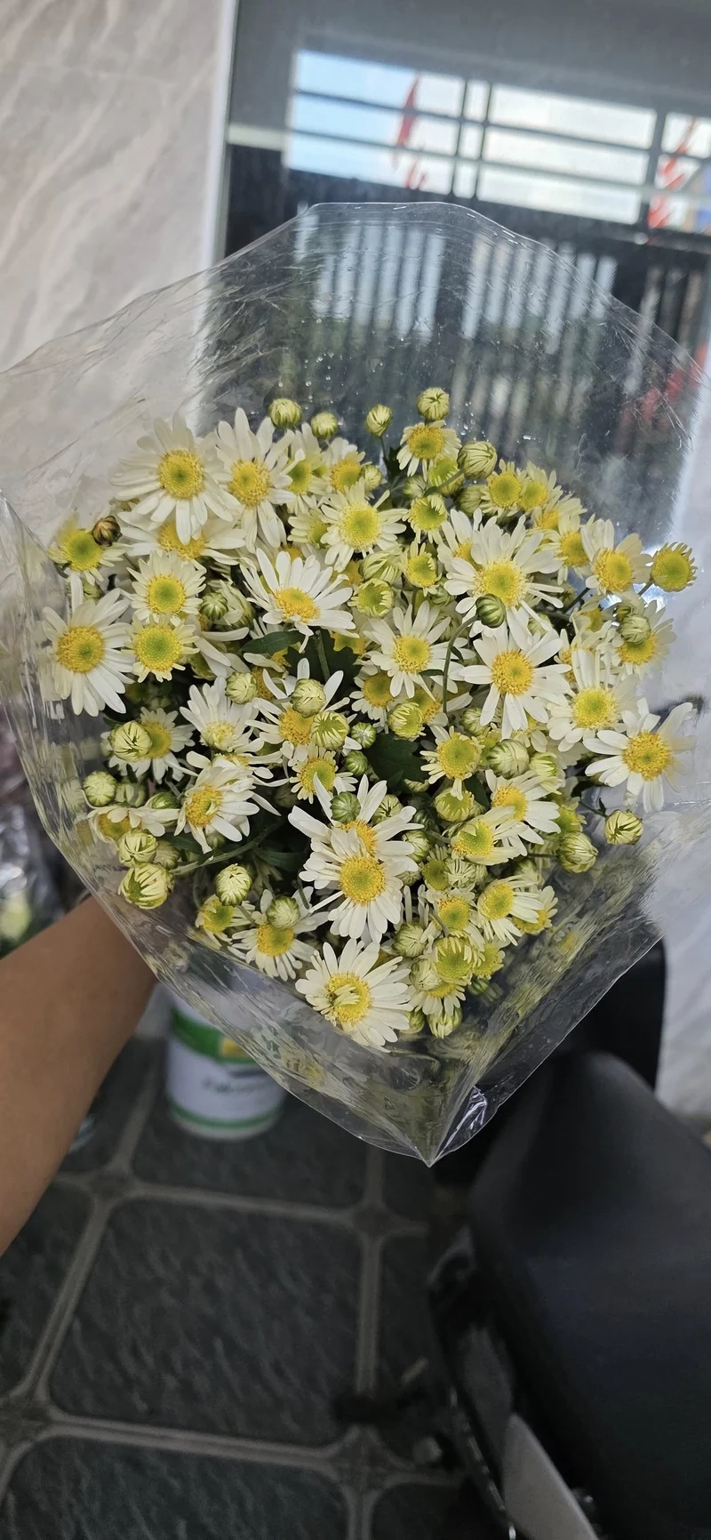 Ngắm vẻ tinh khôi của hoa cúc họa mi trắng