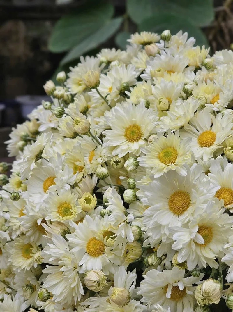 Chi tiết hoa dại đáng yêu từ hoa cúc họa mi ảnh hoa dại