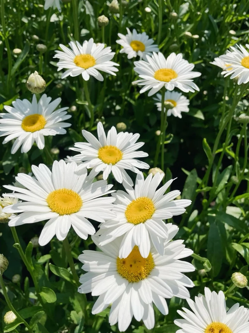 Hình ảnh sắc nét nhờ hoa cúc họa mi ảnh full hd