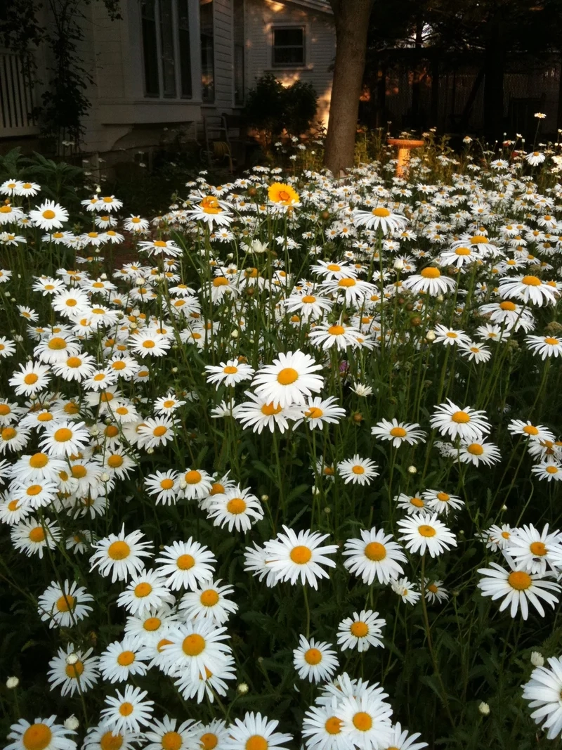 Phong cách nhẹ nhàng cùng hoa cúc họa mi phong cách nhẹ nhàng