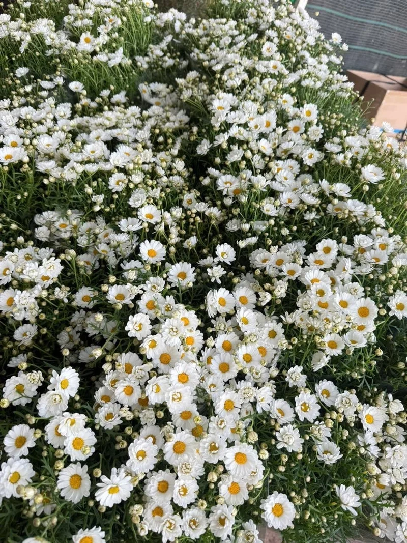 Nền trắng nổi bật nhờ hoa cúc họa mi ảnh nền trắng