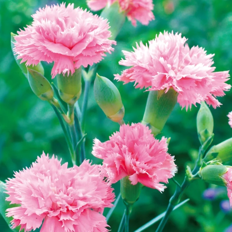 Rực rỡ sắc màu với hình ảnh hoa Cẩm Chướng rực rỡ