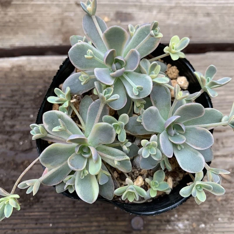 Góc xanh sinh động với sen đá dù chụp ảnh