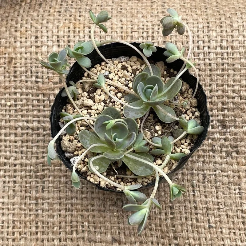 Trang trí tinh tế với sen đá dù trang trí nội thất