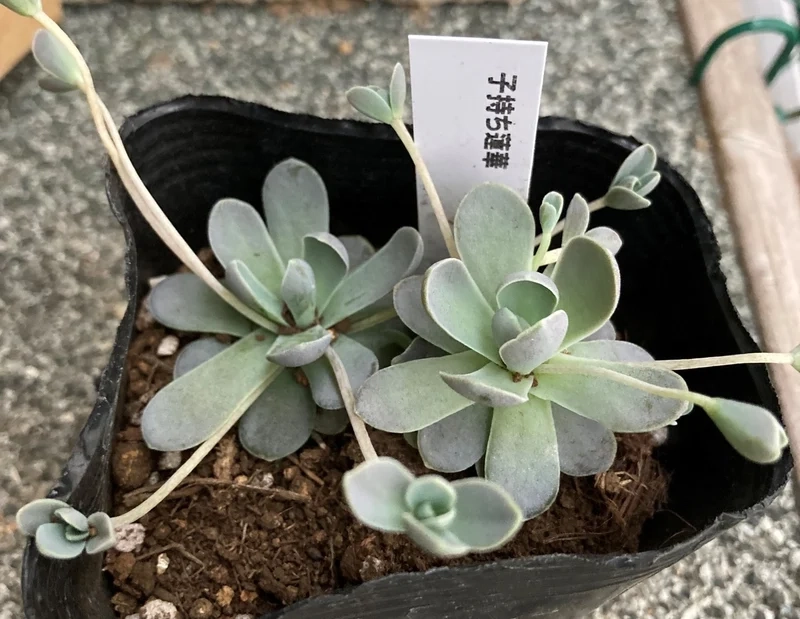 Thêm sức sống cho góc nhà bằng sen đá dù đẹp