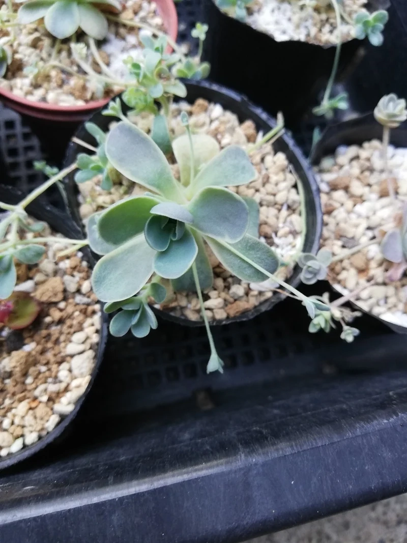 Nổi bật không gian nhờ sen đá dù trang trí