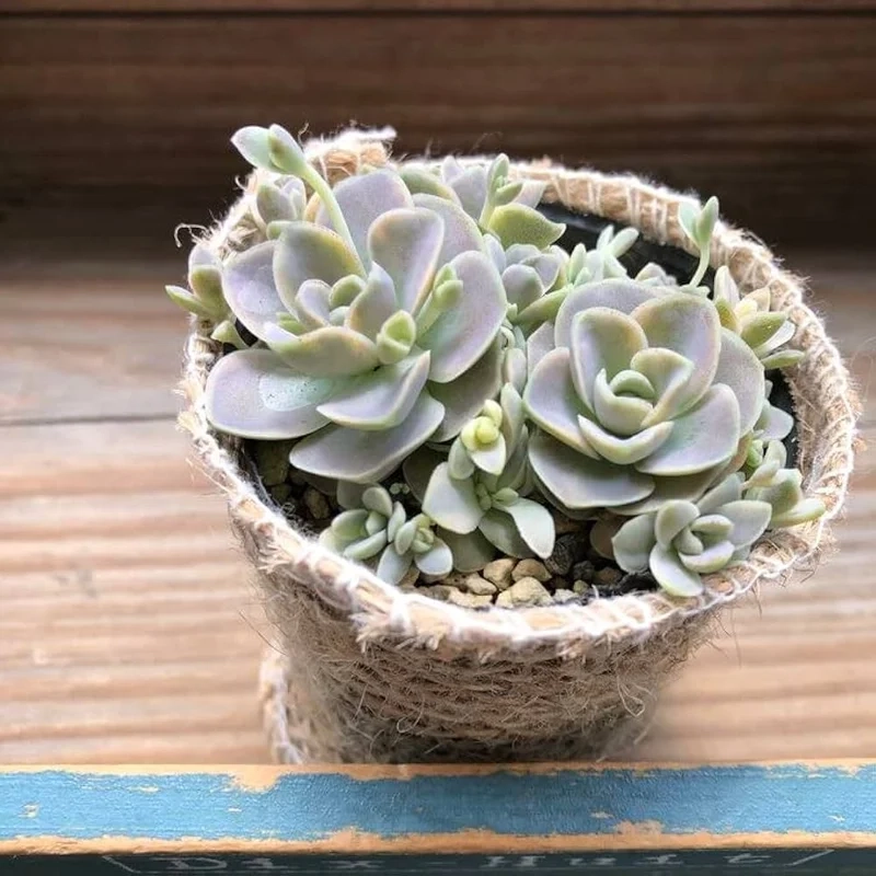 Hình ảnh thực tế từ sen đá dù ảnh thực tế