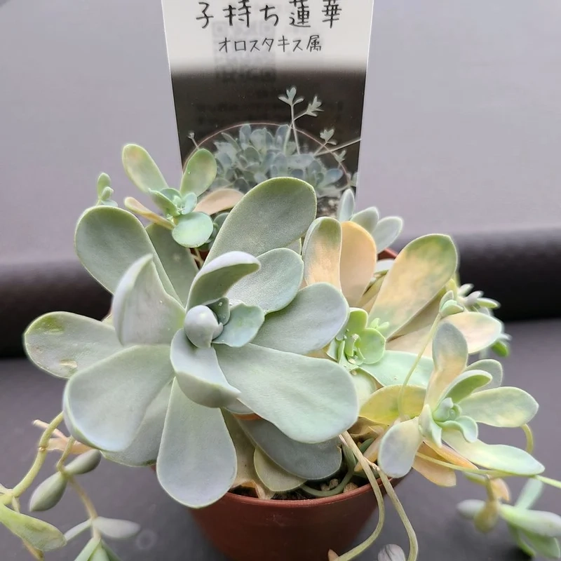 Nghệ thuật mini hoàn hảo với sen đá dù ảnh nghệ thuật