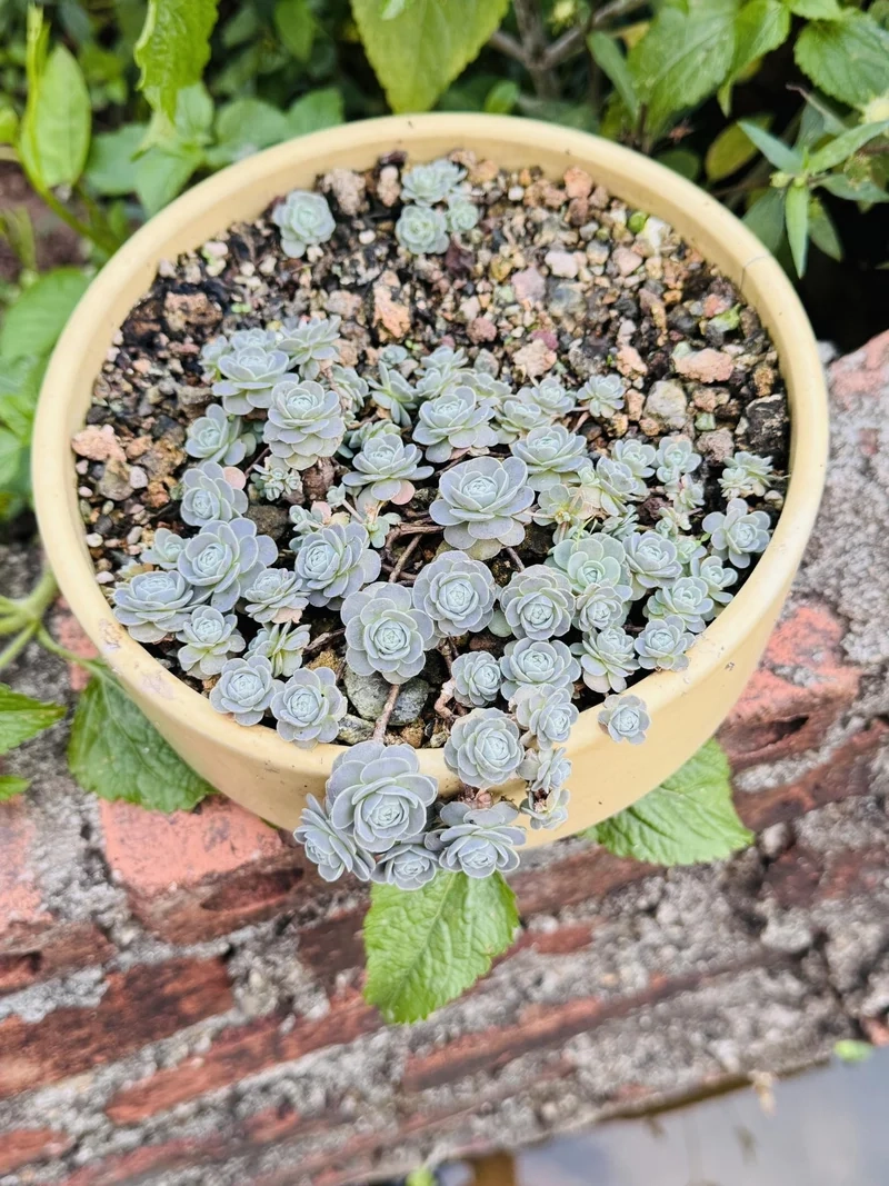 Ý nghĩa của sen đá dù bạn nên biết