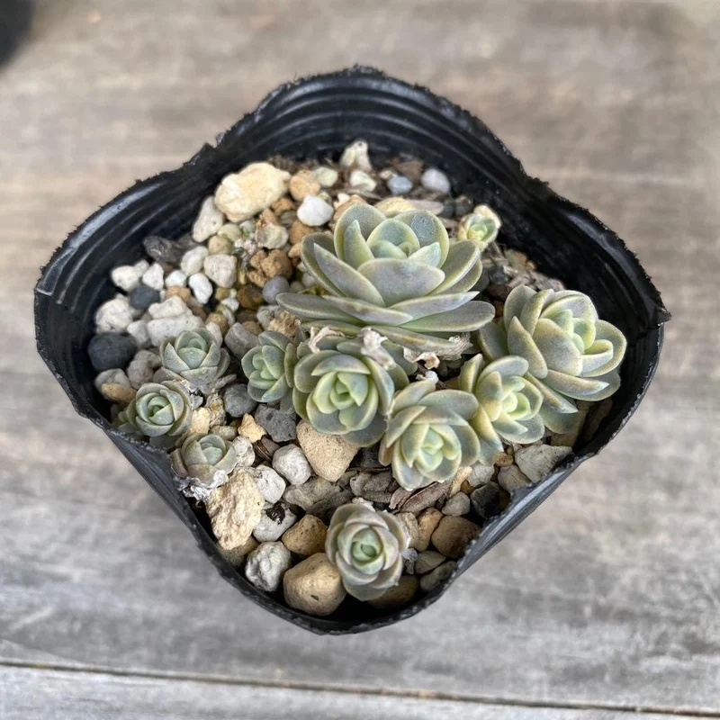 Phong cách nhẹ nhàng nhờ sen đá dù phong cách nhẹ nhàng