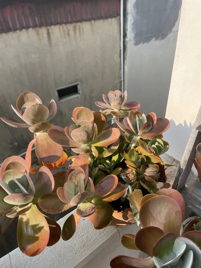 Không gian nhỏ thêm sinh động nhờ sen đá dù không gian nhỏ