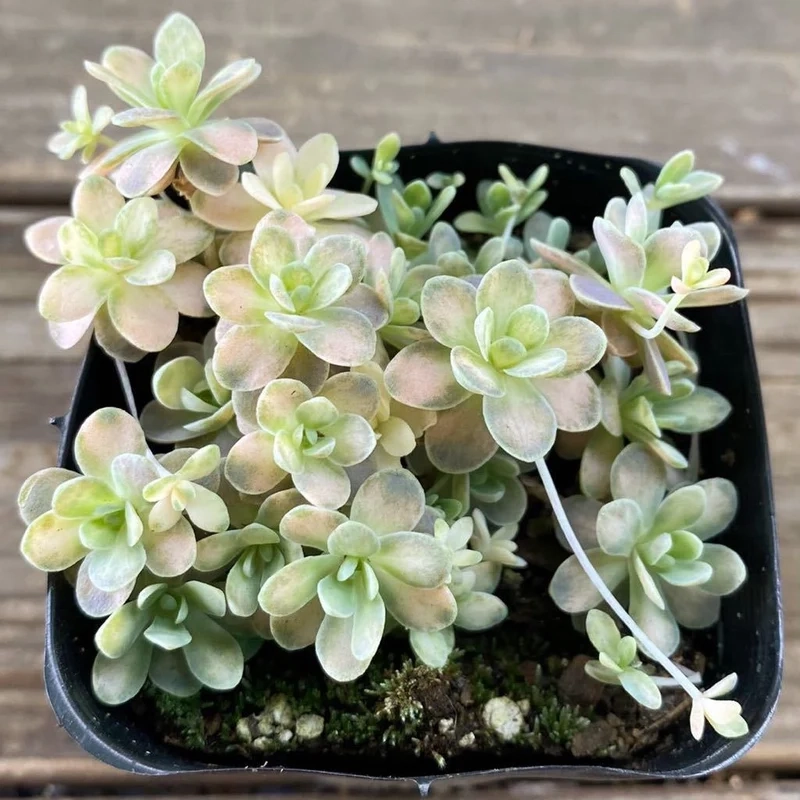 Mẫu cây mini đáng yêu từ sen đá dù cây mini