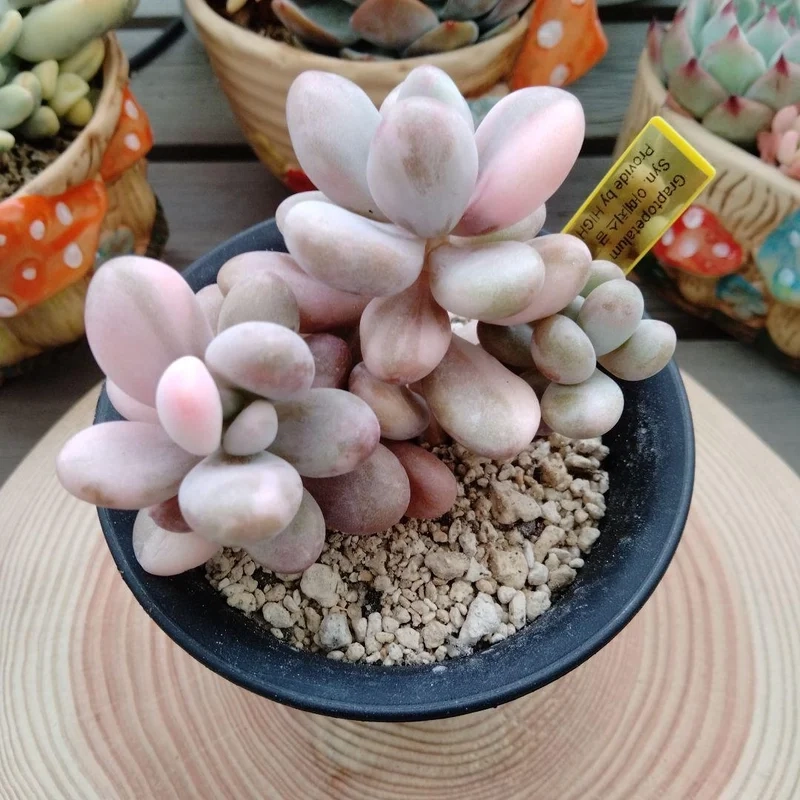 Góc xanh xinh xắn với sen đá sỏi hồng chụp ảnh