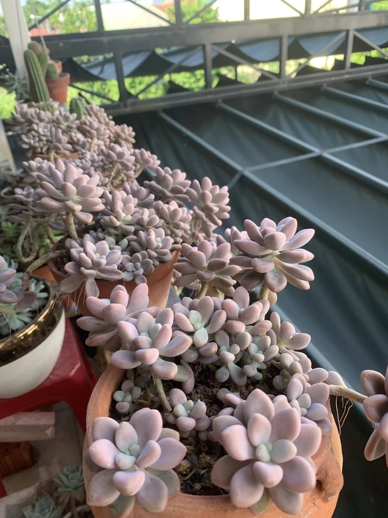 Không gian sống nổi bật với sen đá sỏi hồng trang trí nội thất