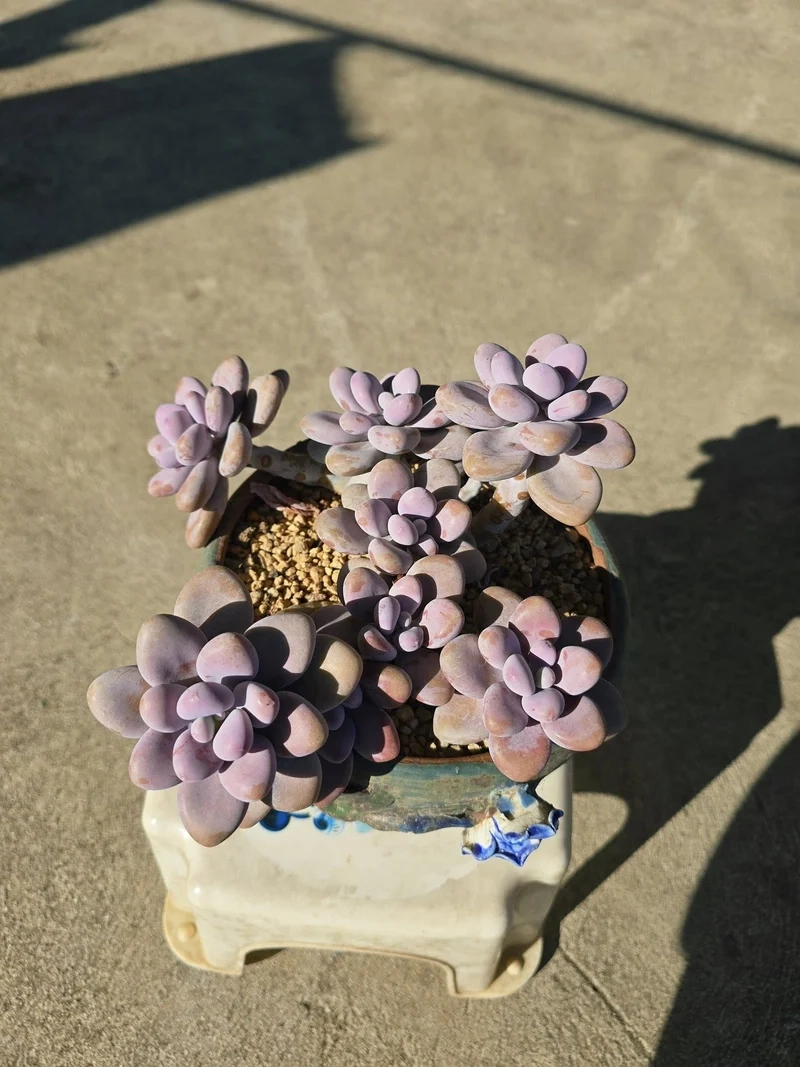 Tươi tắn và cuốn hút sen đá sỏi hồng đẹp